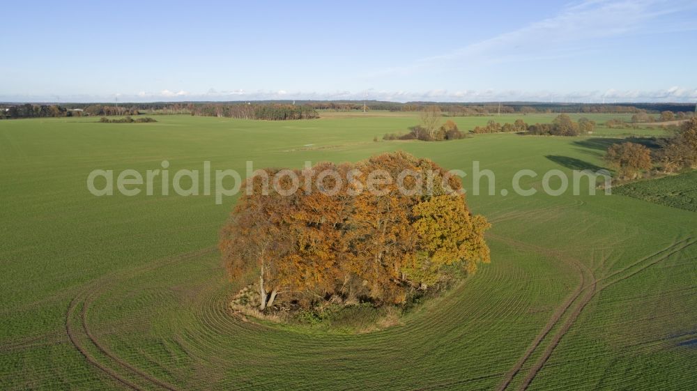 Göxe from above - Island of trees in a field in Goexe in the state Lower Saxony, Germany