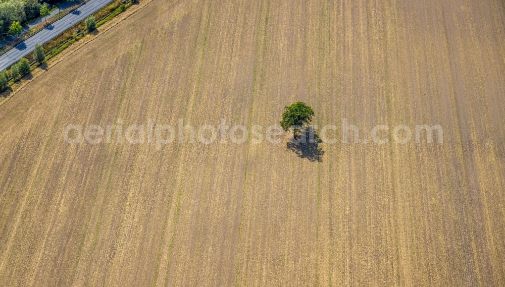 Hamm from the bird's eye view: Island of trees in a field on street Warendorfer Strasse in Hamm at Ruhrgebiet in the state North Rhine-Westphalia, Germany