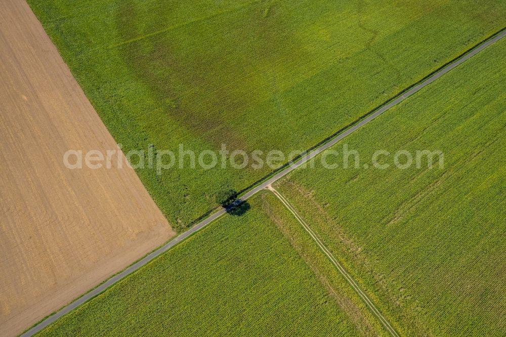 Hünxe from the bird's eye view: Island of trees in a field An den Hoefen in Huenxe in the state North Rhine-Westphalia, Germany