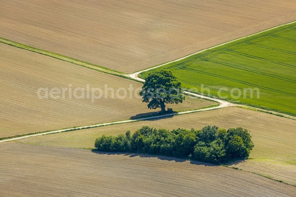 Langenholthausen from the bird's eye view: Island of trees in a field in Langenholthausen in the state North Rhine-Westphalia, Germany