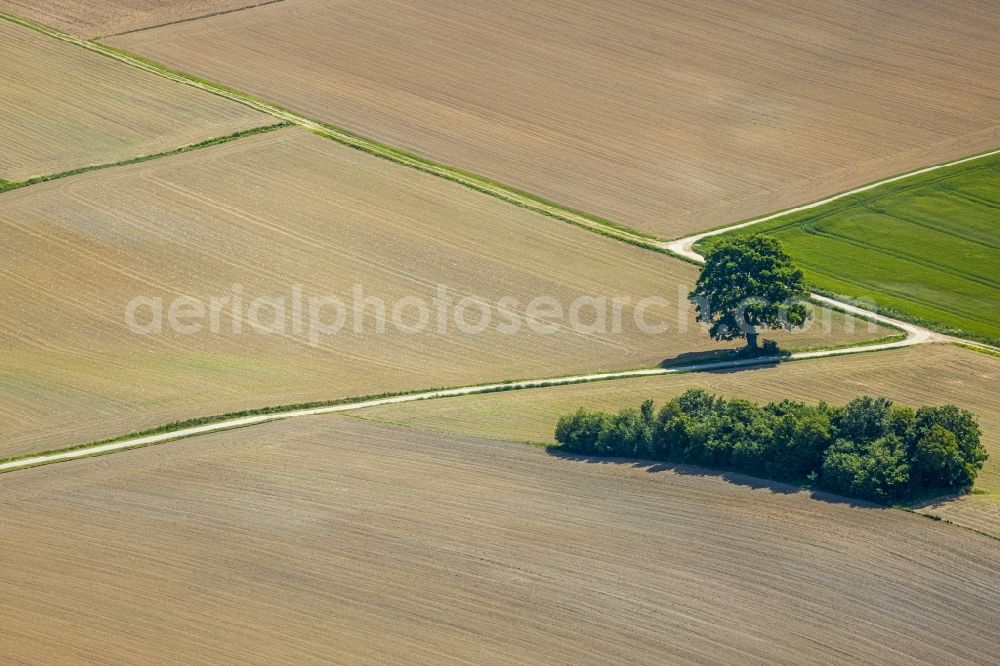 Aerial image Langenholthausen - Island of trees in a field in Langenholthausen in the state North Rhine-Westphalia, Germany