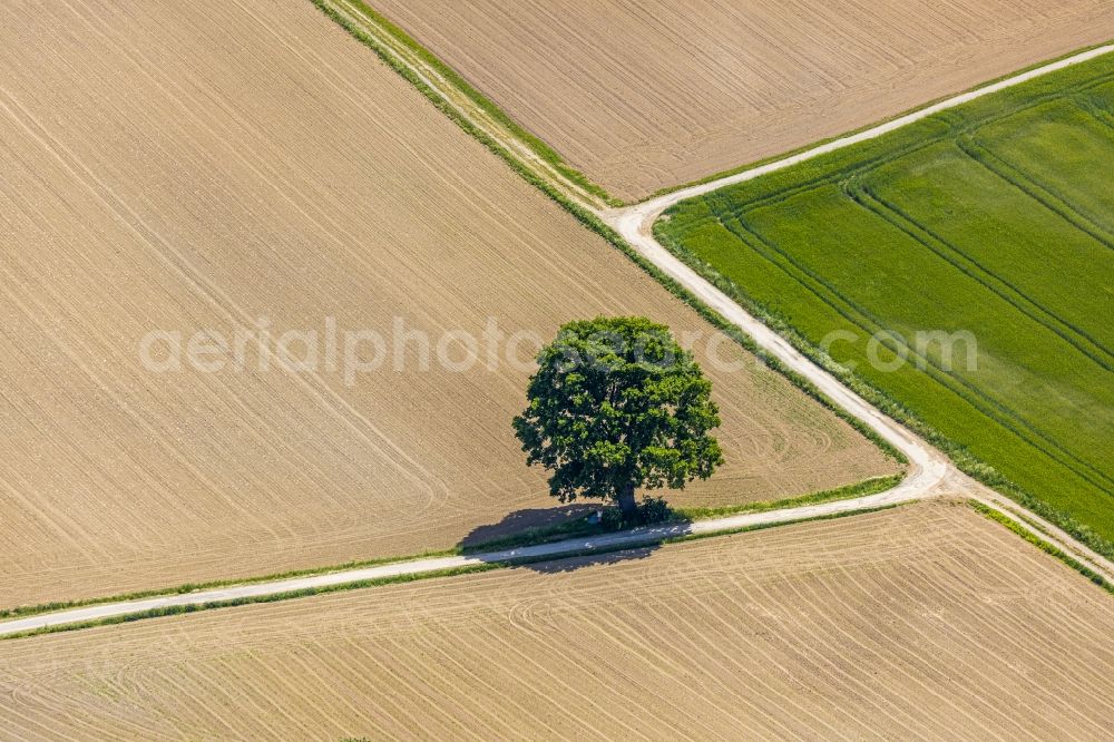 Langenholthausen from above - Island of trees in a field in Langenholthausen in the state North Rhine-Westphalia, Germany