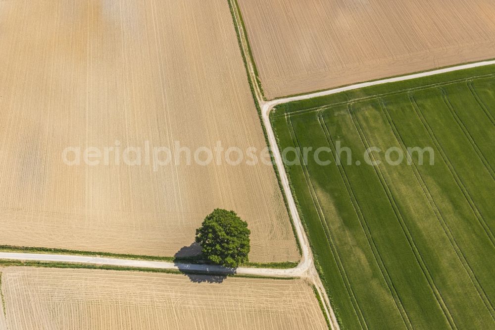 Aerial image Langenholthausen - Island of trees in a field in Langenholthausen in the state North Rhine-Westphalia, Germany