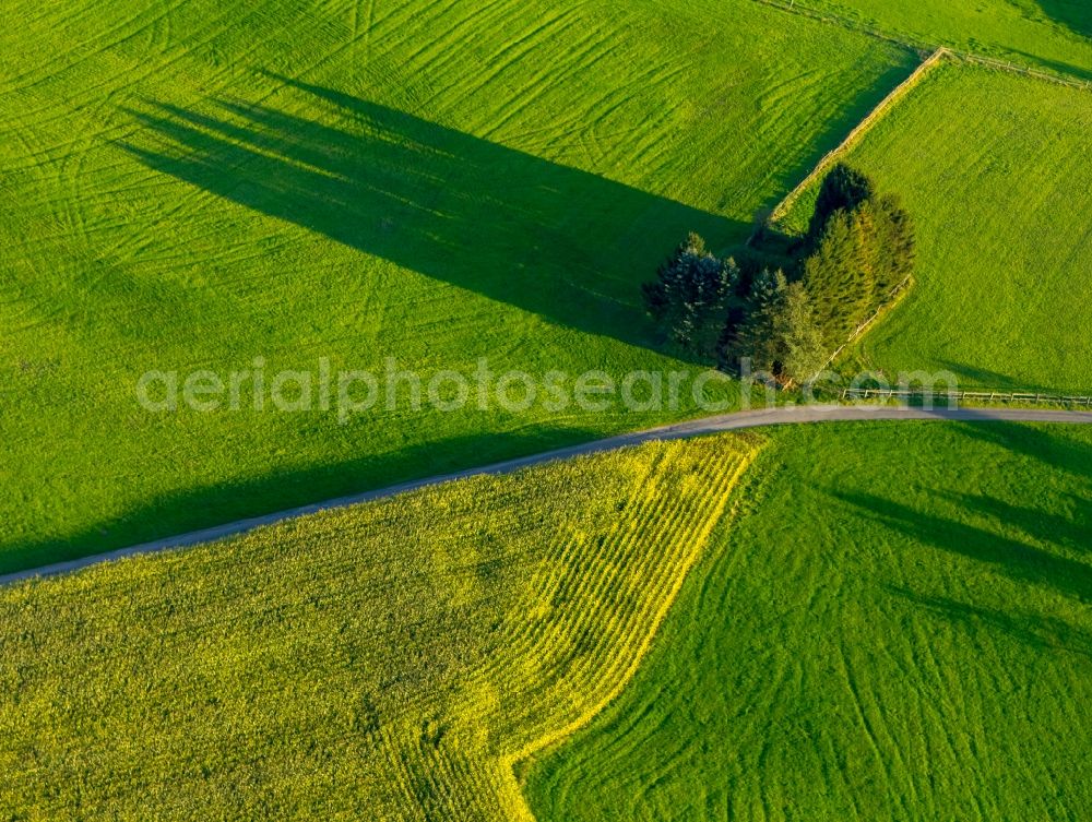 Oelinghauserheide from the bird's eye view: Island of trees in a field in Oelinghauserheide in the state North Rhine-Westphalia