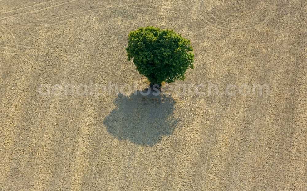 Aerial image Rüthen - Island of trees in a field in Ruethen in the state North Rhine-Westphalia