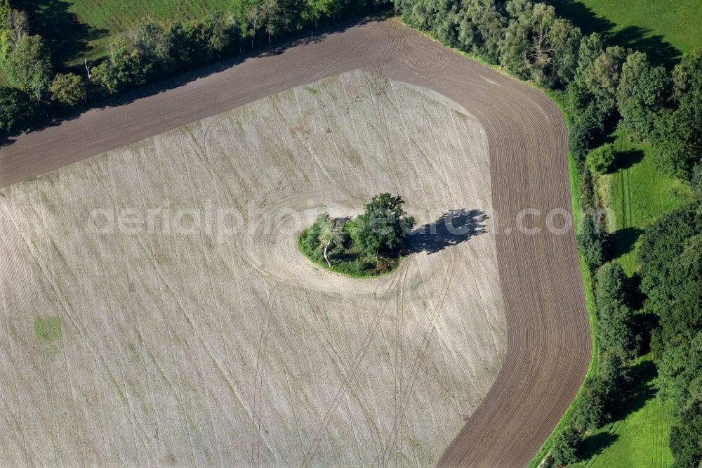 Aerial photograph Rubenow - Island of trees in a field in Rubenow in the state Mecklenburg - Western Pomerania, Germany