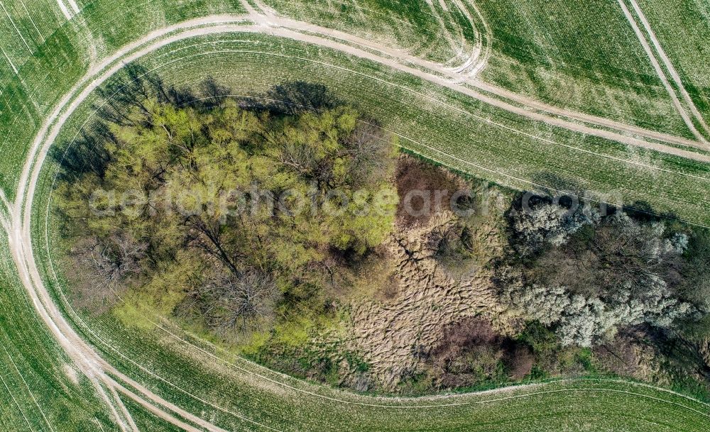 Aerial photograph Steinhöfel - Island of trees in a field in Steinhoefel in the state Brandenburg, Germany