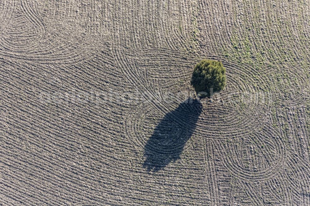 Wurmsham from above - Island of trees in a field in Wurmsham in Bavaria