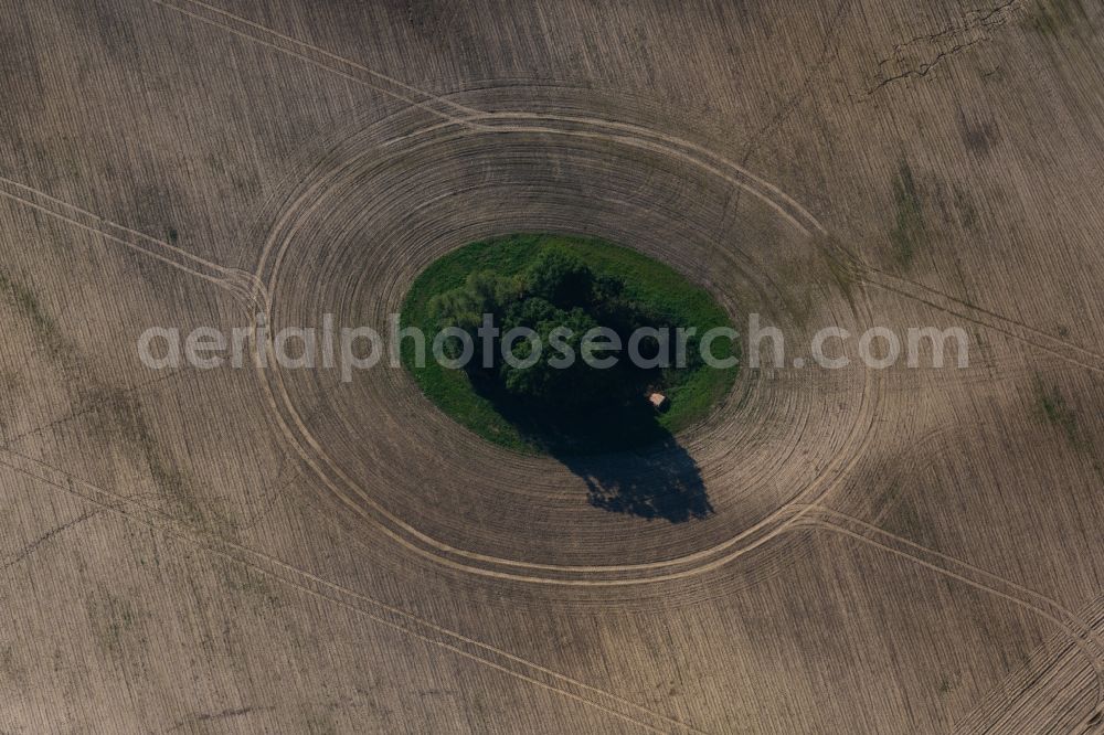 Buggenhagen from above - Island of trees in a grain field in Buggenhagen in the state Mecklenburg - Western Pomerania, Germany