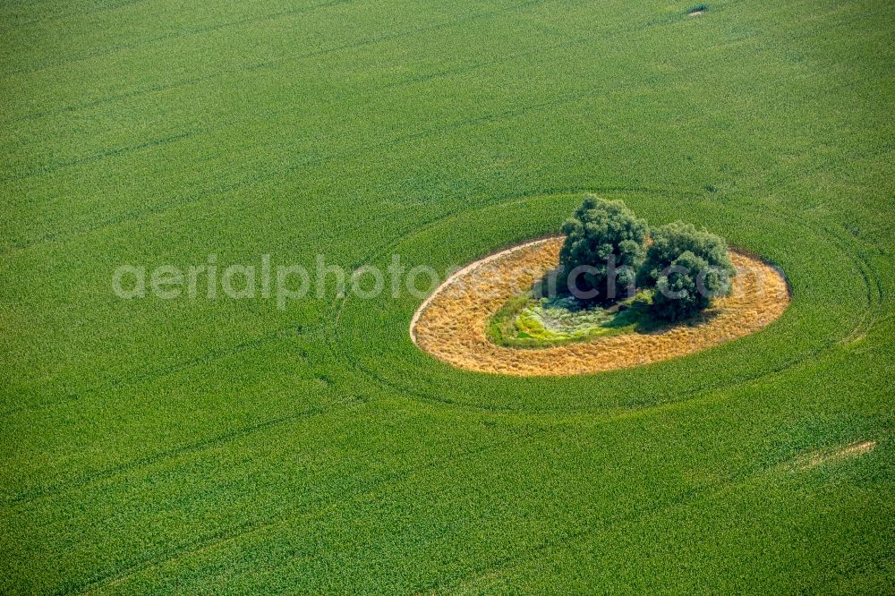 Aerial image Duckow - Island of trees in a green field in Duckow in the state Mecklenburg - Western Pomerania