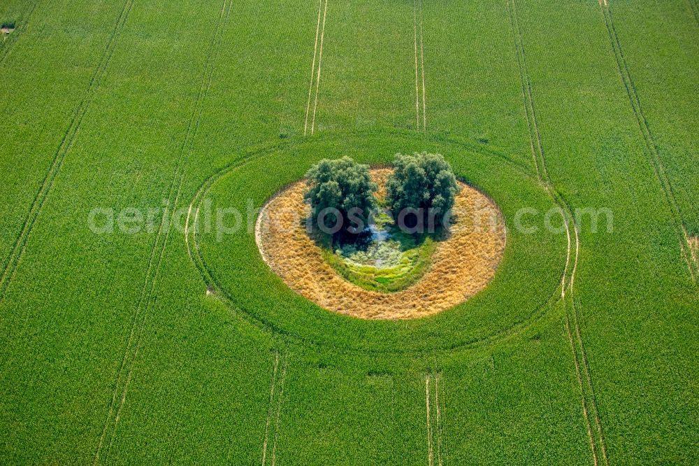 Aerial photograph Duckow - Island of trees in a green field in Duckow in the state Mecklenburg - Western Pomerania