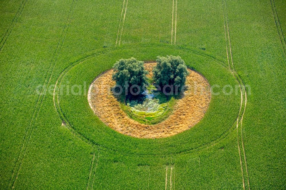 Duckow from above - Island of trees in a green field in Duckow in the state Mecklenburg - Western Pomerania