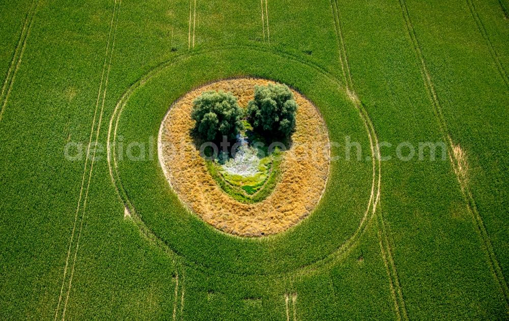 Aerial image Duckow - Island of trees in a green field in Duckow in the state Mecklenburg - Western Pomerania