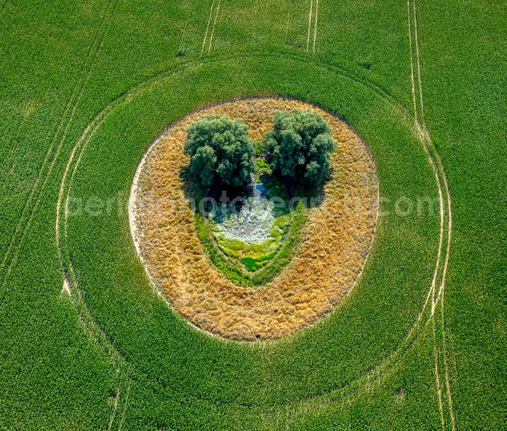 Aerial photograph Duckow - Island of trees in a green field in Duckow in the state Mecklenburg - Western Pomerania