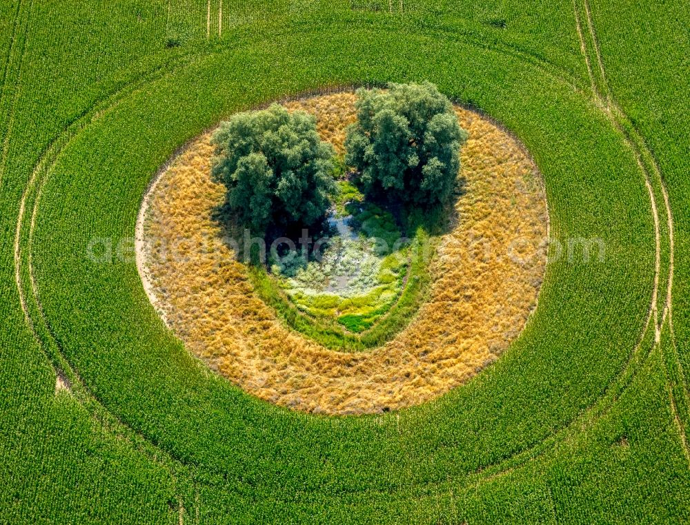 Duckow from above - Island of trees in a green field in Duckow in the state Mecklenburg - Western Pomerania