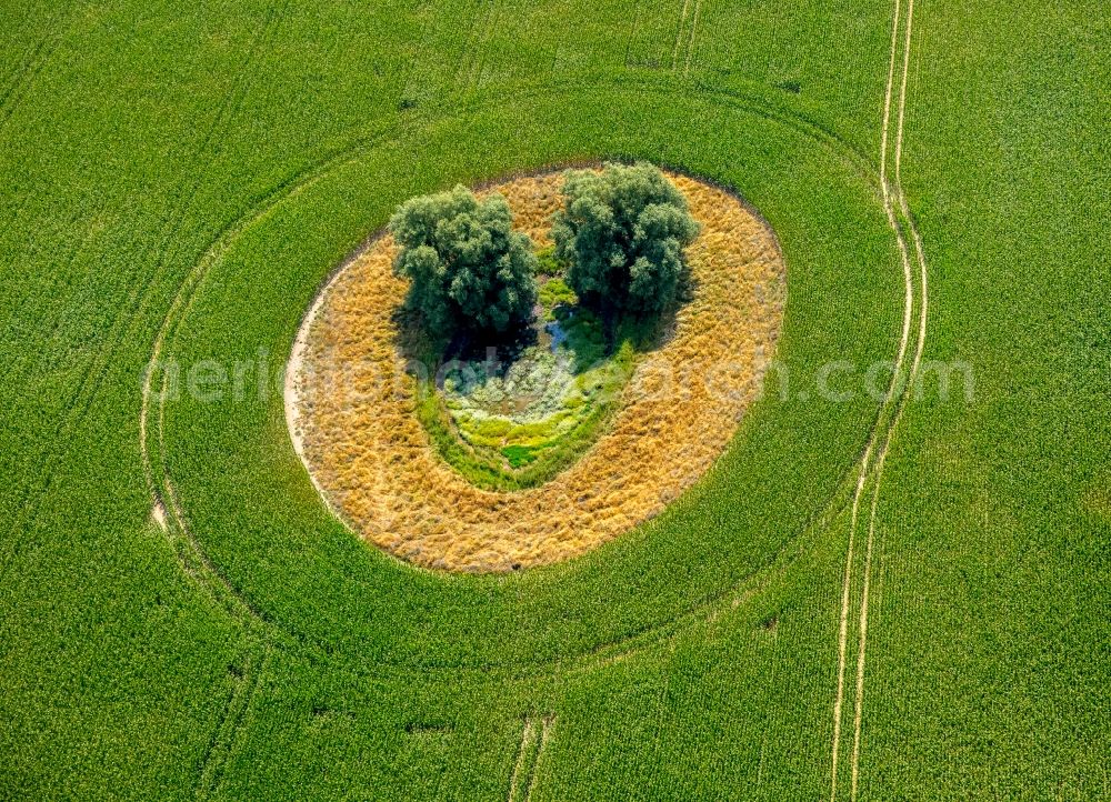 Duckow from the bird's eye view: Island of trees in a green field in Duckow in the state Mecklenburg - Western Pomerania