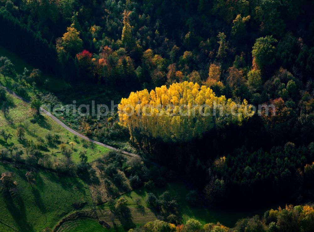 Aerial image Waiblingen - Tree - Landscape in Waiblingen in the state of Baden-Württemberg