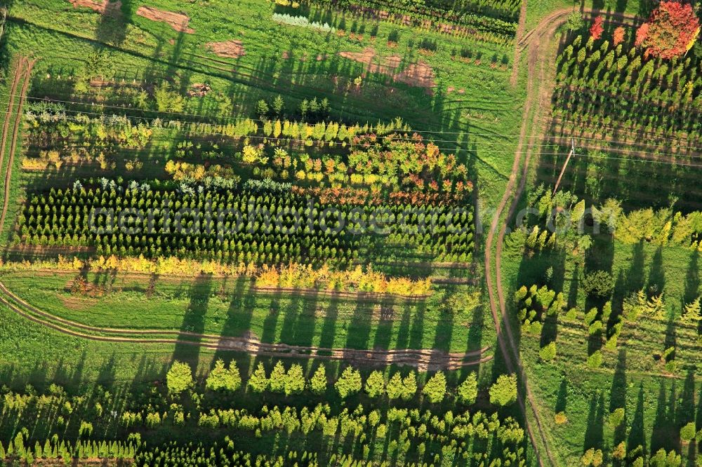 Merzig Ortsteil Hilbringen from above - Tree - Landscape with field - structures on the grounds of a nursery in Hilbringen / Merzig in Sarland