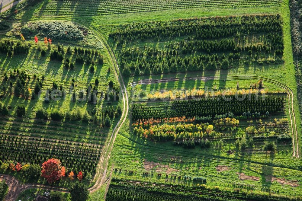 Merzig Ortsteil Hilbringen from the bird's eye view: Tree - Landscape with field - structures on the grounds of a nursery in Hilbringen / Merzig in Sarland