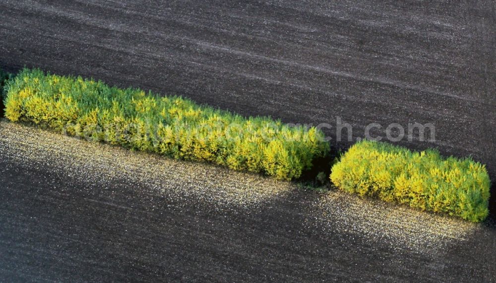 Wormstedt from the bird's eye view: Brightly colored row of trees on a field at Wormstedt in Thuringia