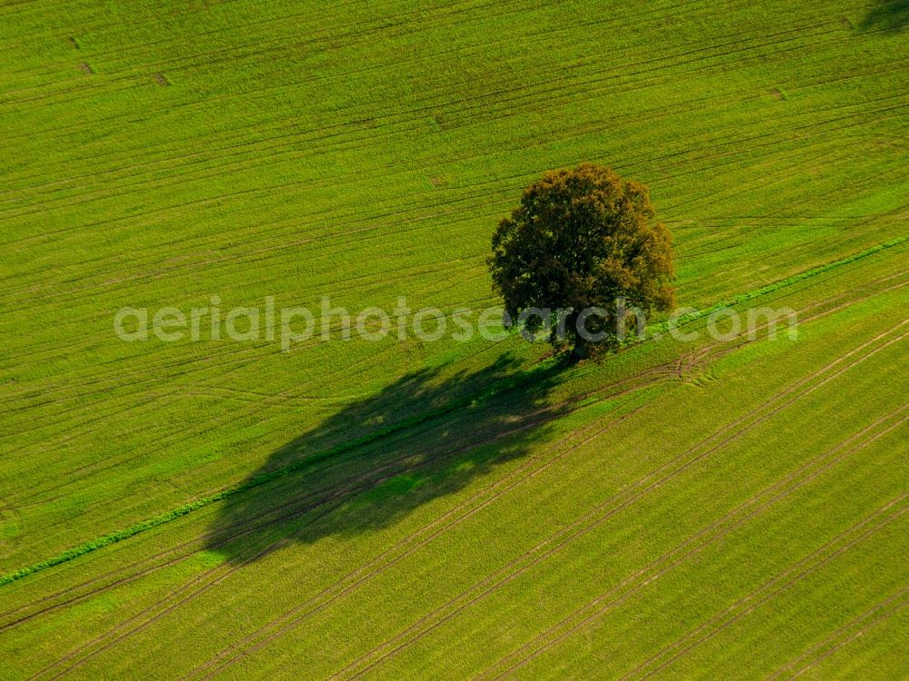 Datteln from above - Tree with shadow forming by light irradiation on a field in Datteln in the state North Rhine-Westphalia, Germany