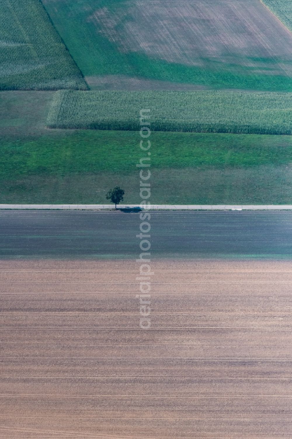 Aerial image Dillingen an der Donau - Tree with shadow forming by light irradiation on a field in Dillingen an der Donau in the state Bavaria, Germany