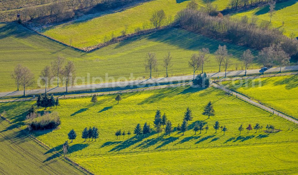 Aerial photograph Ensthof - Tree with shadow forming by light irradiation on a field on street Stockhauser Strasse in Ensthof at Sauerland in the state North Rhine-Westphalia, Germany