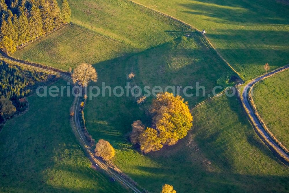 Grevenstein from the bird's eye view: Tree with shadow forming by light irradiation on a field in Grevenstein in the state North Rhine-Westphalia, Germany