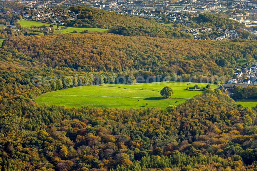 Tücking from above - Tree with shadow forming by light irradiation on a field with horses in Tuecking in the state North Rhine-Westphalia, Germany