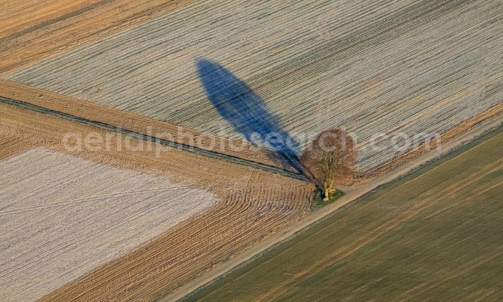 Titz from the bird's eye view: Tree with shadow forming by light irradiation on a field in Titz in the state North Rhine-Westphalia