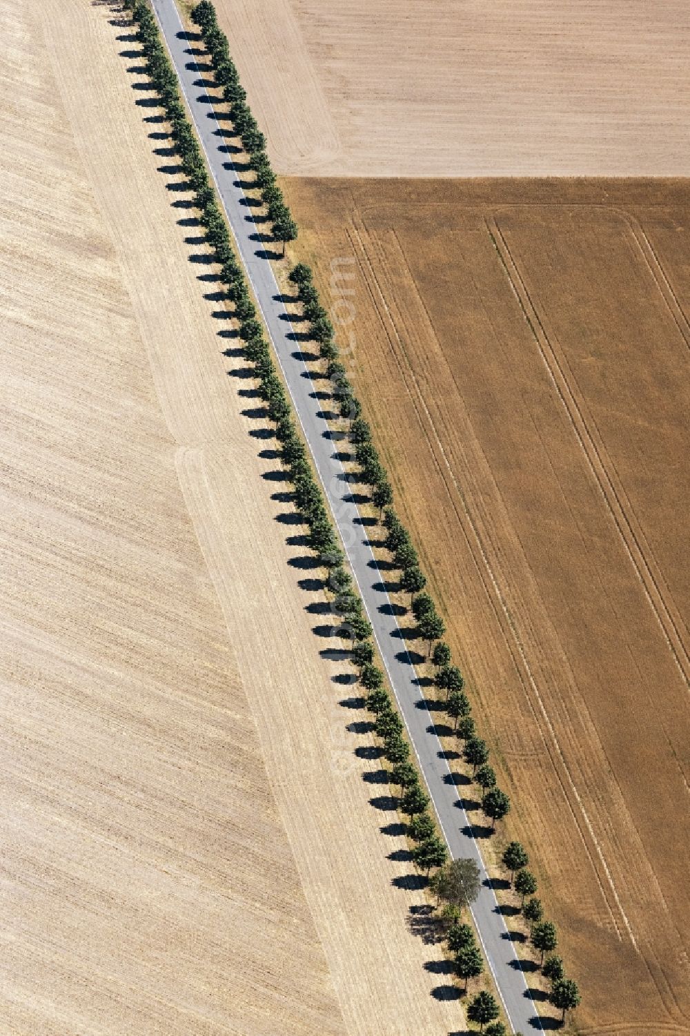 Aerial image Bad Liebenwerda - Tree with shadow forming by light irradiation on a field in Uebigau-Wahrenbrueck in the state Brandenburg, Germany