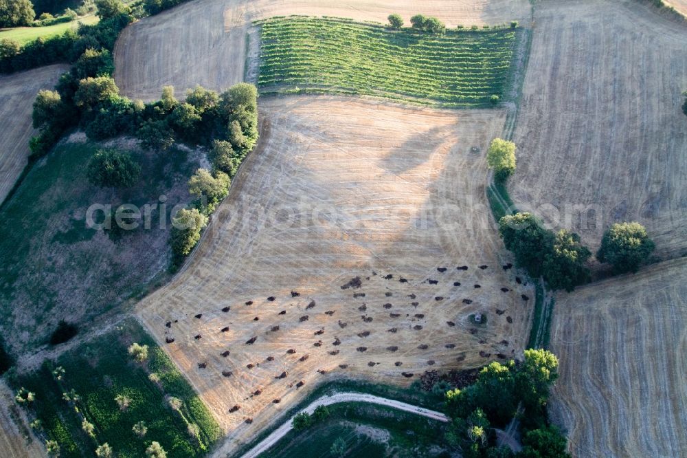 Aerial image Isola di Fano - Trees in a field in Marche, Italy