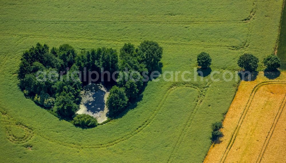 Aerial photograph Wiershop - Grove around a vivier at a field in Wiershop in the state Schleswig-Holstein