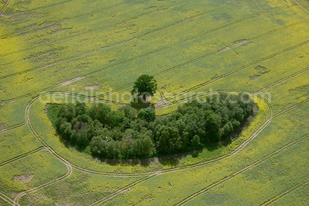 Gotthun from above - Trees in the field in Gotthun in the state of Mecklenburg-Vorpommern. The field is located east of the village Gotthun around 2 km Distance (air line)