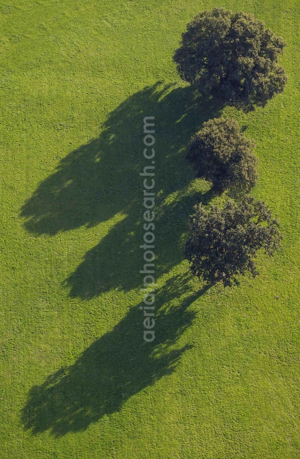 Aerial image Schermbeck - Vief of a group of deciduous trees on a meadow between Lohstege and Hoher Weg in Schermbeck in the state of North Rhine-Westfalen NRW