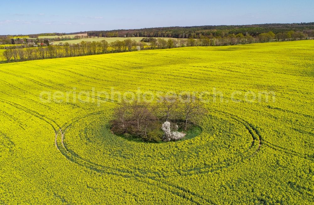 Arensdorf from above - Grove of trees as a nature conservation oasis in the midst of a field landscape of yellow rapeseed flowers in Arensdorf in the state Brandenburg, Germany