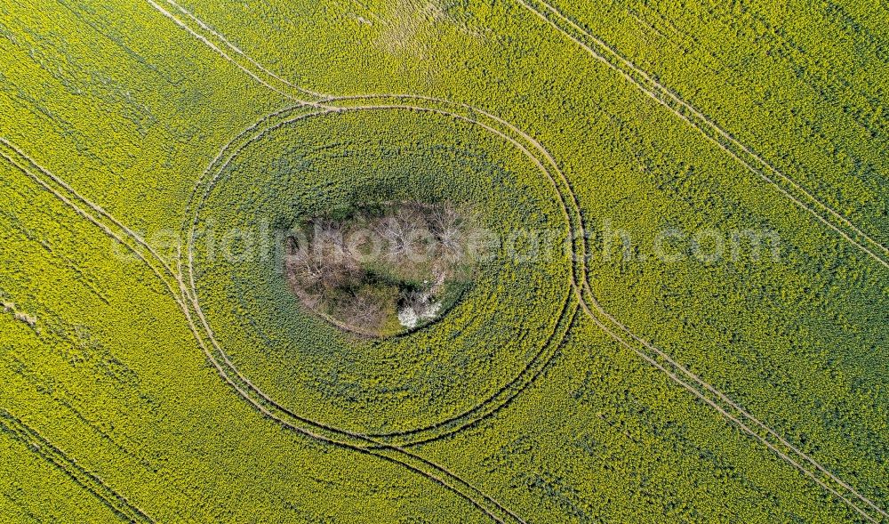 Aerial photograph Arensdorf - Grove of trees as a nature conservation oasis in the midst of a field landscape of yellow rapeseed flowers in Arensdorf in the state Brandenburg, Germany