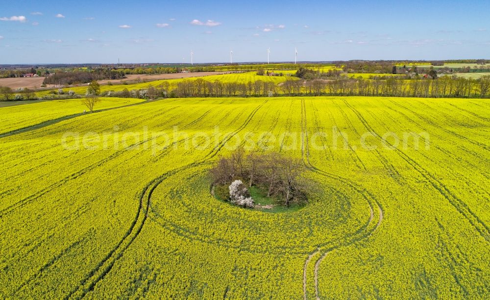 Arensdorf from the bird's eye view: Grove of trees as a nature conservation oasis in the midst of a field landscape of yellow rapeseed flowers in Arensdorf in the state Brandenburg, Germany