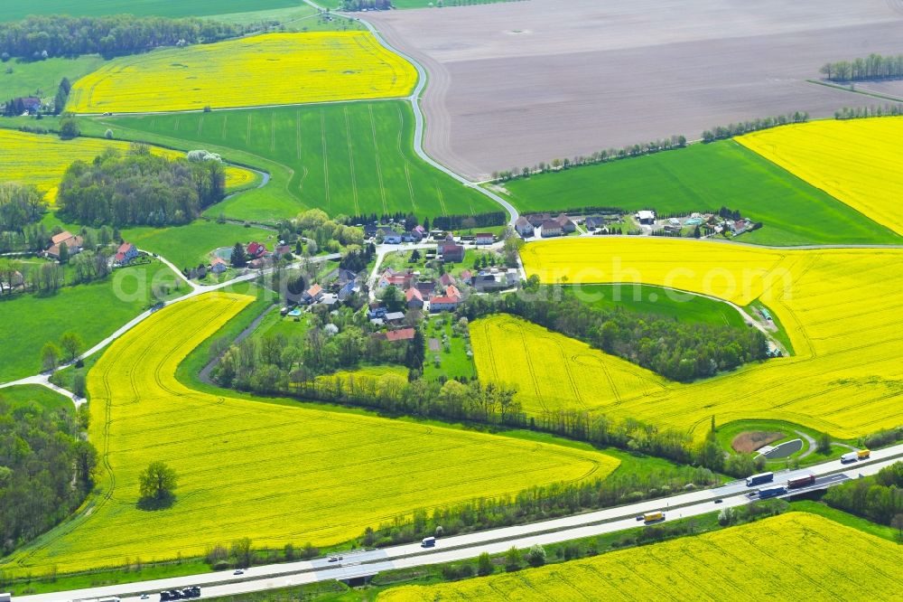 Aerial image Cannewitz - Grove of trees as a nature conservation oasis in the midst of a field landscape of yellow rapeseed flowers in Cannewitz in the state Saxony, Germany