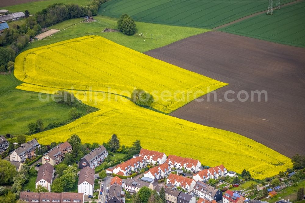 Essen from the bird's eye view: Grove of trees as a nature conservation oasis in the midst of a field landscape of yellow rapeseed flowers in the district Wattenscheid in Essen at Ruhrgebiet in the state North Rhine-Westphalia, Germany