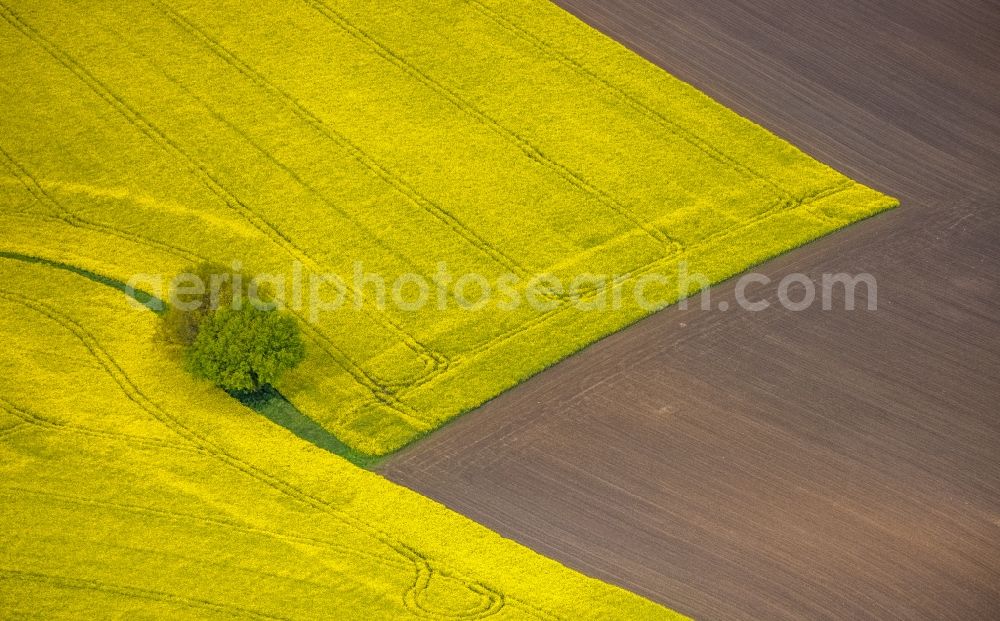 Aerial image Essen - Grove of trees as a nature conservation oasis in the midst of a field landscape of yellow rapeseed flowers in the district Wattenscheid in Essen at Ruhrgebiet in the state North Rhine-Westphalia, Germany