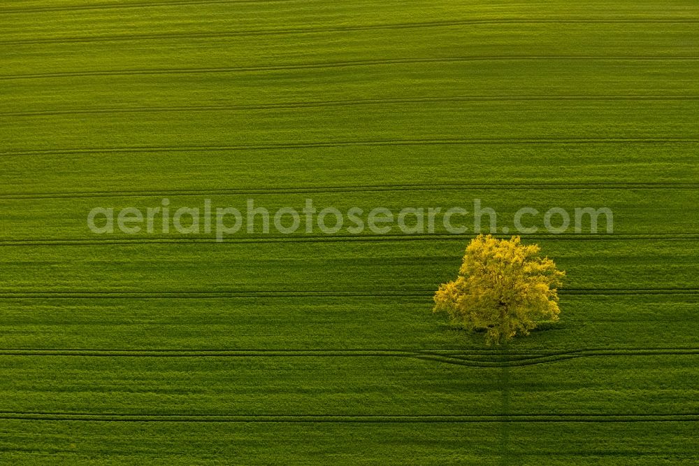 Röbel/Müritz from the bird's eye view: Tree landscape with Robel / Mueritz in Mecklenburg-Western Pomerania