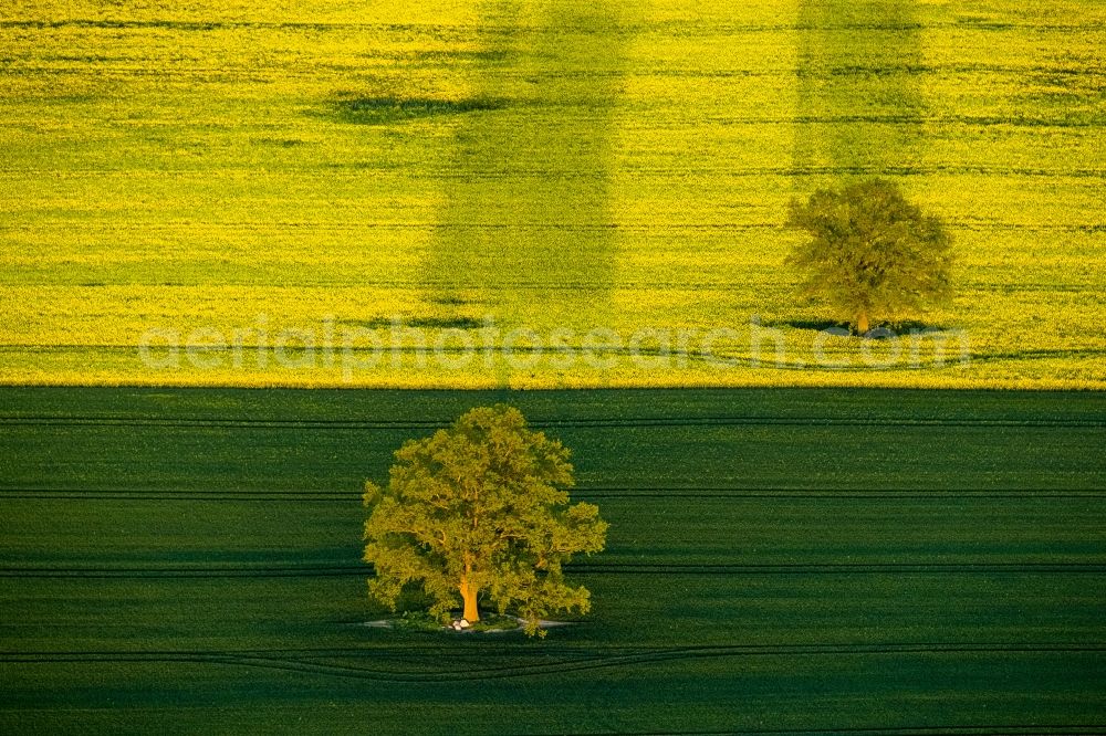 Aerial image Röbel/Müritz - Tree landscape with Robel / Mueritz in Mecklenburg-Western Pomerania