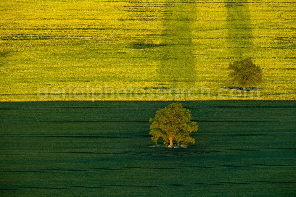 Röbel/Müritz from the bird's eye view: Tree landscape with Robel / Mueritz in Mecklenburg-Western Pomerania