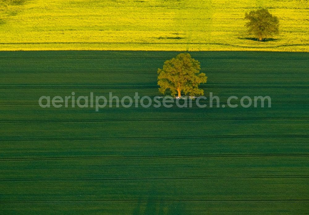 Aerial image Röbel/Müritz - Tree landscape with Robel / Mueritz in Mecklenburg-Western Pomerania