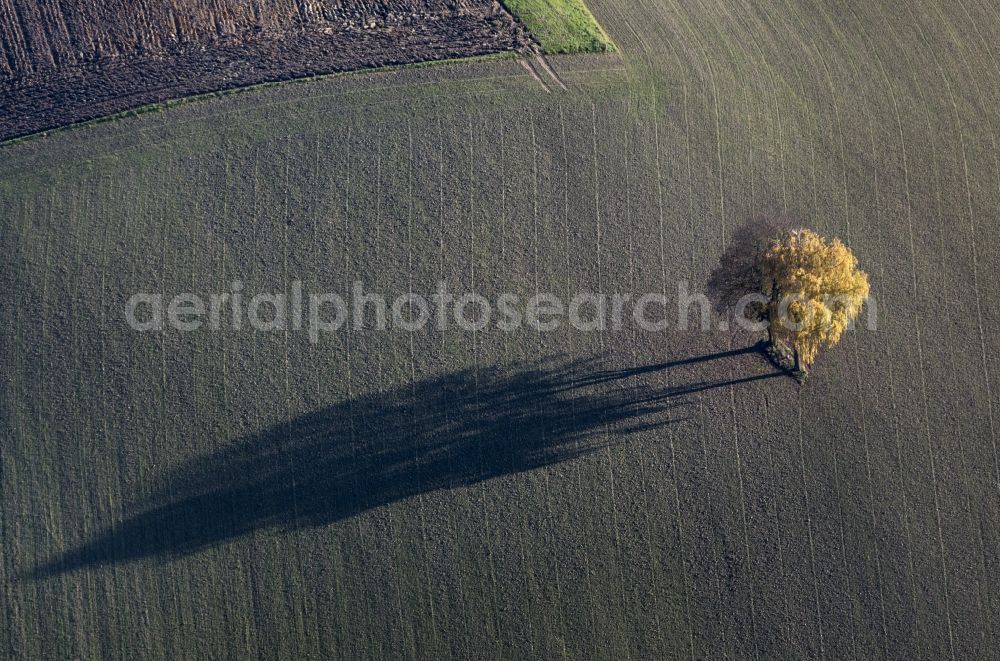 Aerial image Velden - Tree couple in field landscape in Velden in Bavaria