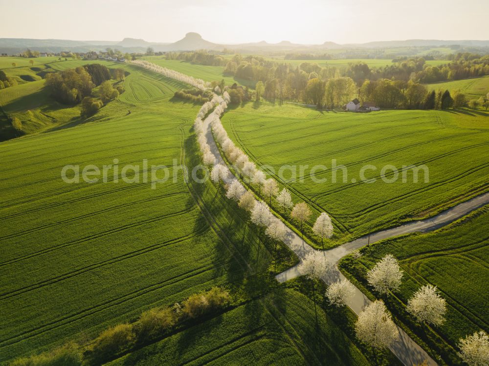 Altendorf from the bird's eye view: Row of trees blooming cherry tree avenue in a field edge on street Rathmannsdorfer Strasse in Altendorf in the state Saxony, Germany