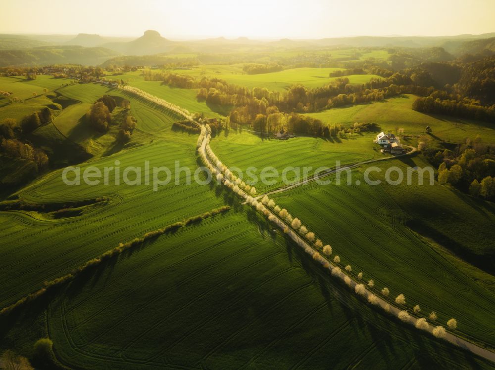 Aerial image Altendorf - Row of trees blooming cherry tree avenue in a field edge on street Rathmannsdorfer Strasse in Altendorf in the state Saxony, Germany