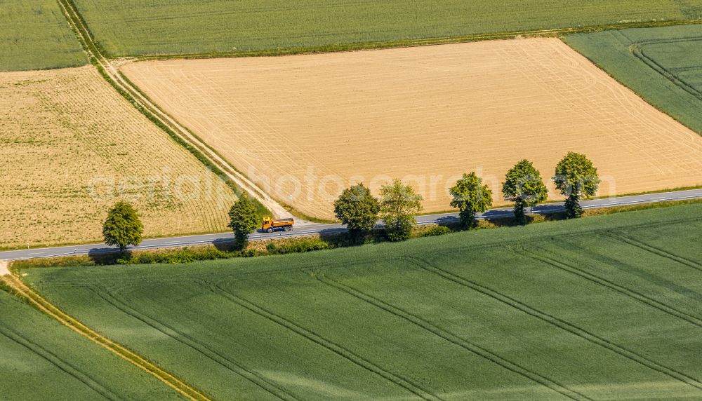 Balve from the bird's eye view: Row of trees in a field edge in Balve in the state North Rhine-Westphalia, Germany