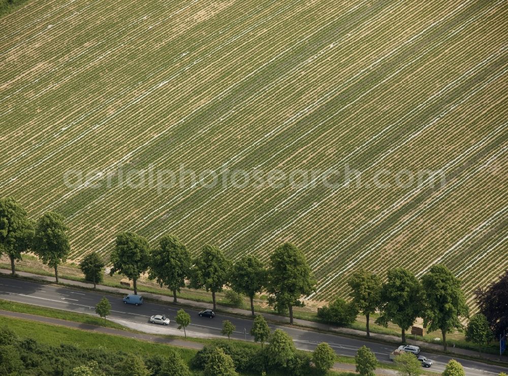 Aerial image Bottrop - Row of trees on a field edge in Bottrop in North Rhine-Westphalia